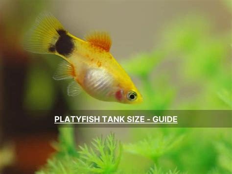 platy fish types|Thinking of Putting Platies in 10 gal. Tank .